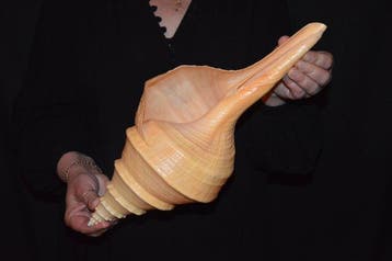 Escargot de mer Coquillage marin - S-326 SYRINX ARUANUS, Nieuw