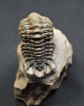 Trilobiet - Gefossiliseerd dier - Crotalocephalus gibbus