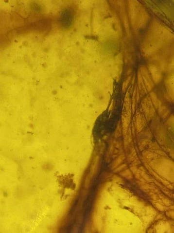 Barnsteen - feather in amber - 19.3 mm - 10.2 mm (Zonder, Verzamelen, Mineralen en Fossielen
