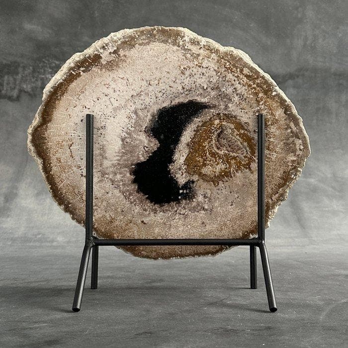 Prachtige versteende palmwortelsnede op een op maat gemaakte, Antiek en Kunst, Kunst | Designobjecten