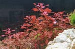 Ludwigia repens Mini  Super red, Dieren en Toebehoren, Verzenden, Nieuw