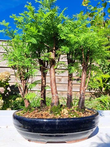 Grote metasequoia bonsai in bonsaischaal - Hoogte (boom): 28
