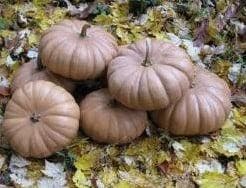 Long Island Cheese Pompoen basiseenheid zaden, Hobby & Loisirs créatifs, Bricolage