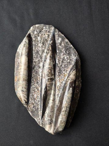 Animal fossilisé - Collection of 4 Fossil Specimens