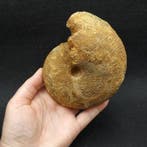 Ammoniet - Gefossiliseerd dier - Macrocephalites, Verzamelen