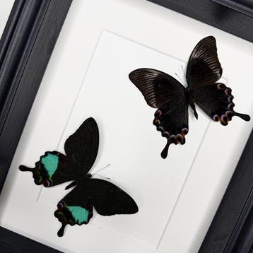 Vlinder Taxidermie volledige montage - Papilio Karna - 20 cm, Antiek en Kunst