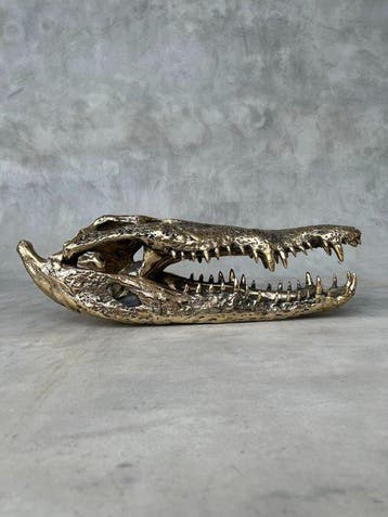 sculptuur, Large Saltwater Crocodile Skull fashioned in