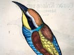 Conrad Gesner - First Issue - European Bee-Eater, Crow,