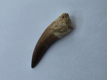 Plésiosaure - Dent fossile - Fossil Tooth of Plesiosaur -, Collections