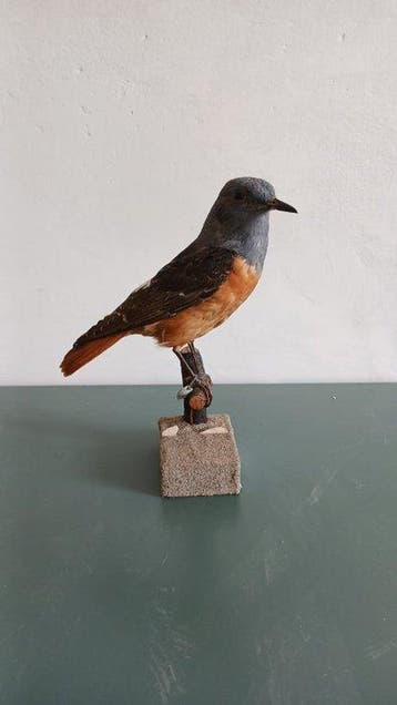 Codirossone Support de corps entier pour taxidermie -, Nieuw