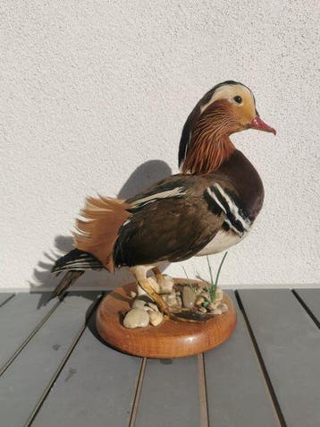 Eend Taxidermie volledige montage - anatra mandarinka - aix, Nieuw