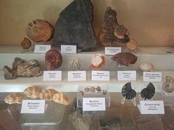 Oude fossielenverzameling ca. 25 stuks - Fossiele matrix -, Verzamelen, Mineralen en Fossielen