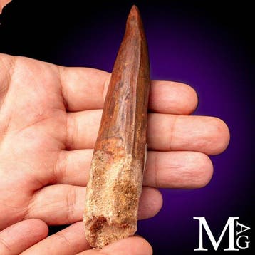 Uitzonderlijke fossiele tand van Spinosaurus aegyptiacus -, Nieuw