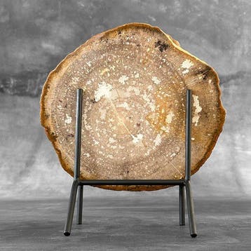Magnifique tranche de bois pétrifié sur un socle