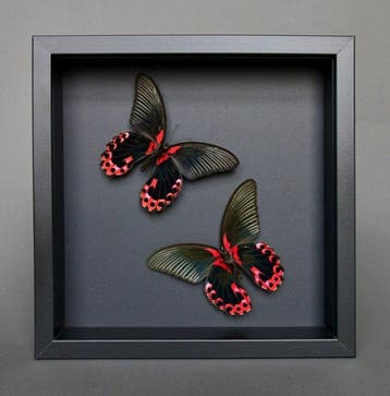 Vlinder Taxidermie volledige montage - Papilio rumanzovia -, Nieuw