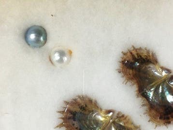 parel Taxidermie volledige montage - Cultured Pearl - 34 cm