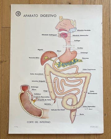 Coty - Editorial Vilamala - APARATO DIGESTIVO - EXCRECIÓN Y