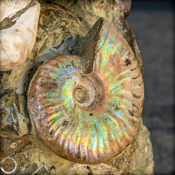 Natuurlijke fossiele ammonieten uit de Krijtperiode: