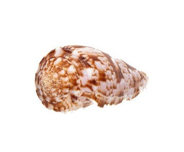 Diepzeerariteit: Conus kinoshitai (52 mm) uit de Filipijnen