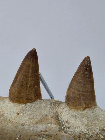 Mosasaure - Dent fossile - Mosasaur jaw from Morocco - 10 cm, Verzamelen