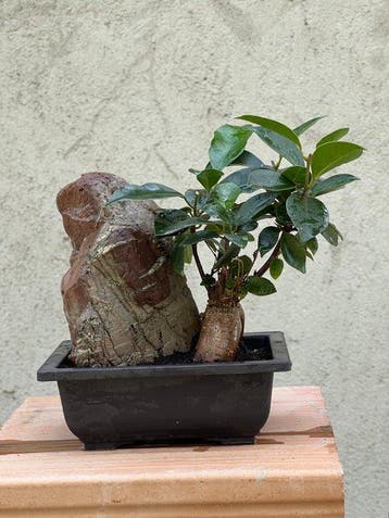 Bonsai Ficus retusa - Hoogte (boom): 20 cm - Diepte (boom):