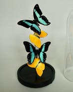 Vlinder Taxidermie volledige montage - Papilio Bromius x, Nieuw