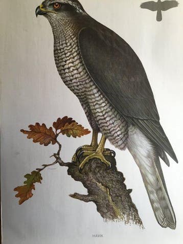 Kronen-Verlag Erich Cramer Hamburg. - Schoolplaat Roofvogel