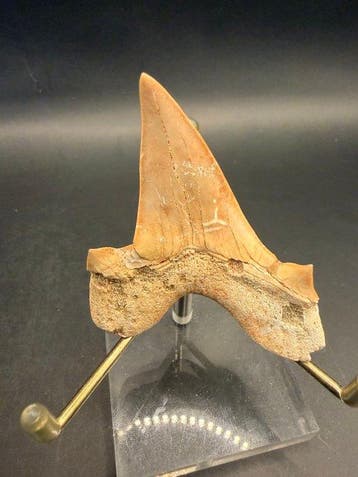 Haai - Gefossiliseerd dier - Otodus obliquus - 6.5 cm