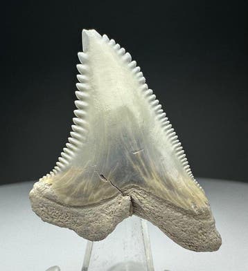 Hemipristis serra - Fossiele tand - 4 cm - 3 cm