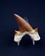 Requin - Dent fossile - XXL Otodus obliquus high quality
