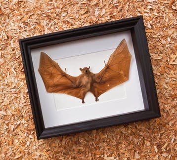 Painted Vesper Bat - framed Taxidermie volledige montage -, Nieuw