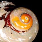 Schelp in parelmoer topkwaliteit Verzamelschelp - Turbo