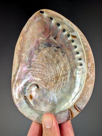 Prachtige abalone, gepolijste parelmoer Zeeschelp - Haliotis, Nieuw
