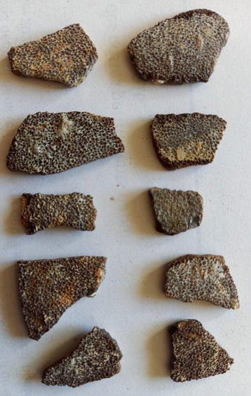 Schelpen van dinosauruseieren uit Frankrijk. -