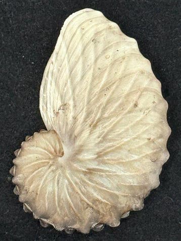 Nautilus Zeeschelp - S-321 ARGONAUTA HIANS (Zonder, Antiek en Kunst