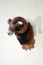 Large Mouflon head-mount Taxidermie wandmontage - Ovis a., Collections, Collections Animaux