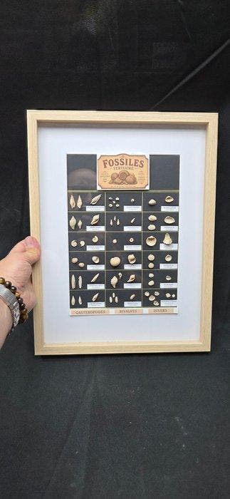 Museum Presentation Tertiaire fossil shell - 53 millons, Collections