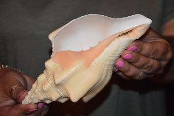 Zeeslak Zeeschelp - S-435 TURBINELLA ANGULATA (Zonder, Nieuw