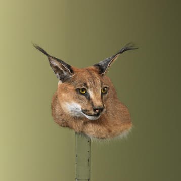 Caracal Taxidermie Opgezette Dieren By Max, Ophalen of Verzenden, Nieuw, Wild dier, Opgezet dier