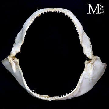 Originele Spinner Shark Mouth - Bocca di SqualoTessitore -
