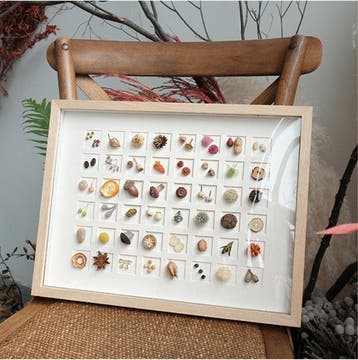 Verschillende zaadmonsters Taxidermie volledige montage -