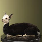 Alpaca Jong Taxidermie Opgezette Dieren By Max, Ophalen of Verzenden, Nieuw, Wild dier, Opgezet dier
