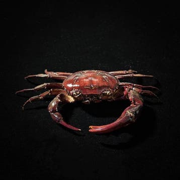 Krab Taxidermie wandmontage - Somanniathelphusa sp. - 3 cm -, Antiek en Kunst