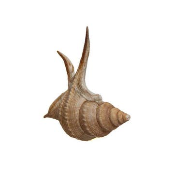 Fascinatie voor de natuur: Exquis verzamelaarshuis van een