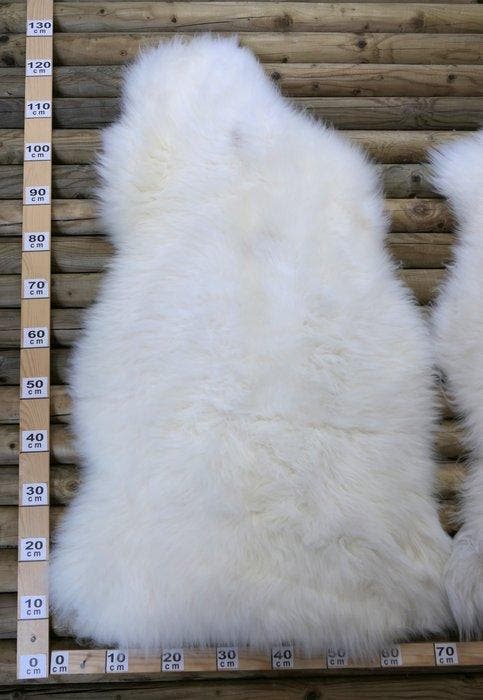 Schapenvacht met middellang haar Balg - Ovis aries - 0 m - 0, Verzamelen, Dierenverzamelingen