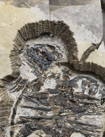 Schildpadden en vis-special - Gefossiliseerd dier -