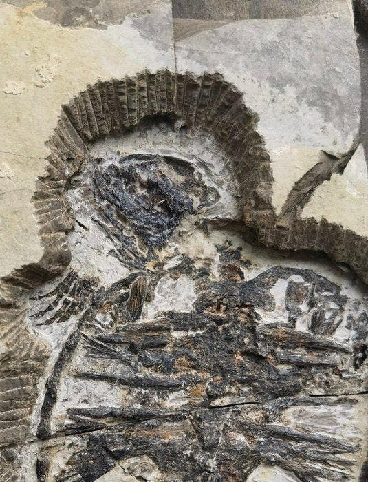 Schildpadden en vis-special - Gefossiliseerd dier -, Collections, Minéraux & Fossiles