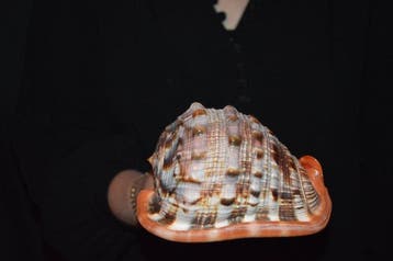 Escargot de mer Coquillage marin - S-318 CASSIS RUFA (Sans, Antiek en Kunst