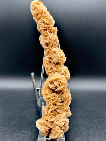 Woestijnroos Exemplaar - Hoogte: 22 cm - Breedte: 5 cm- 315