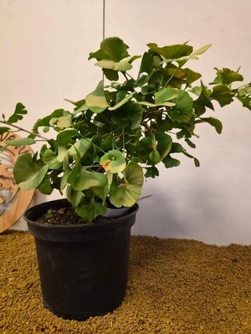 ginkgo biloba troll - Hoogte (boom): 36 cm - Diepte (boom):
